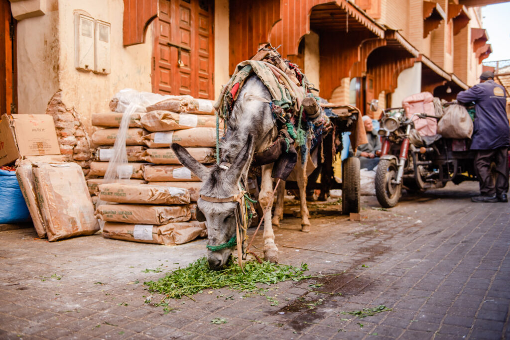 donkey eating carrot tops in souk market Marrakesh