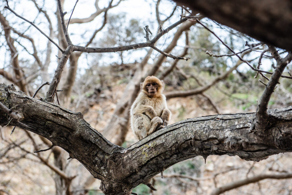 Barbary macaque a baby monkey found in the Atlas Mountains