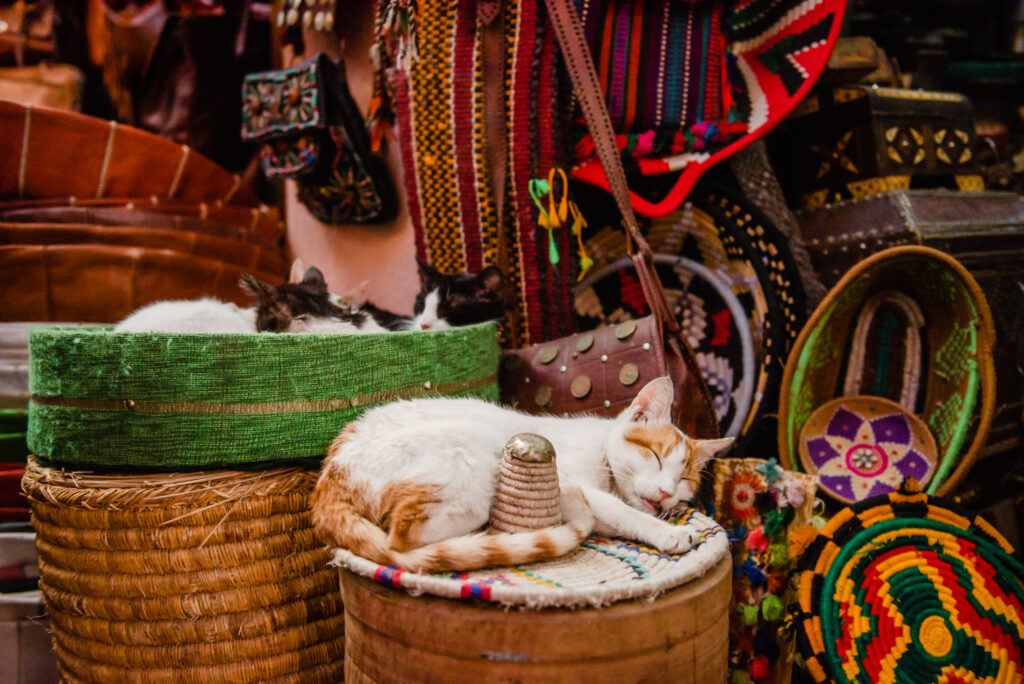 cat and kittens sleeping in baskets in souk Marrakesh photographed by travel photographer Victoria La Bouchardiere